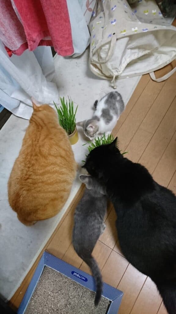 ネコ草を食べるネコ4匹