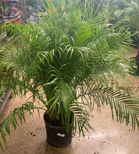 A lush green palm plant in a black pot indoors.