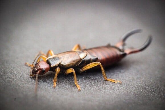 earwig