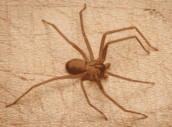 Brown Recluse Spider