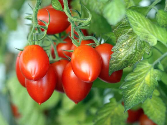 plant tomatoes