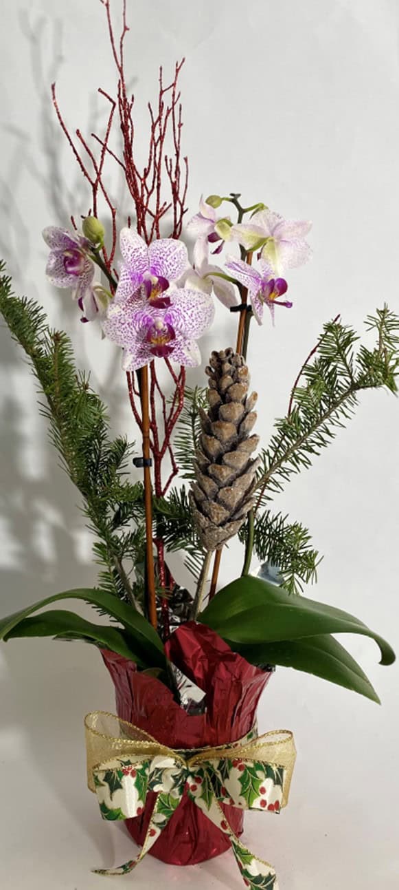 Orchid and pine cone arrangement with greenery in a pot.