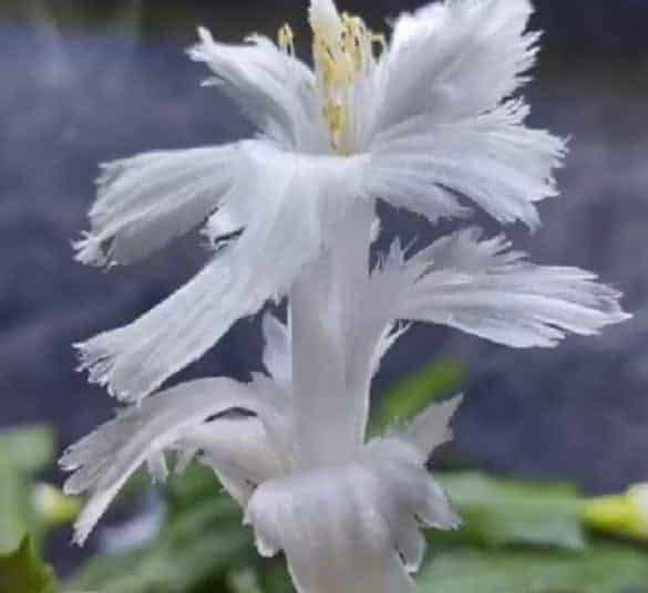 White Flamenco