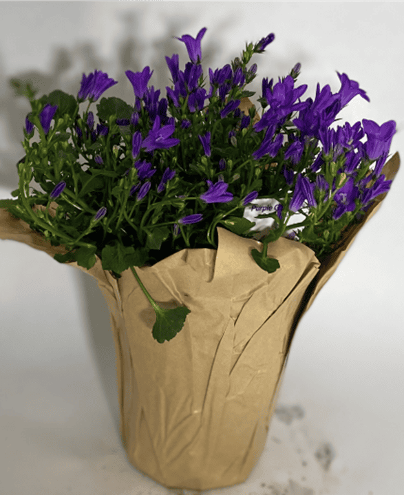 Purple flowers wrapped in rustic brown paper on a white surface.