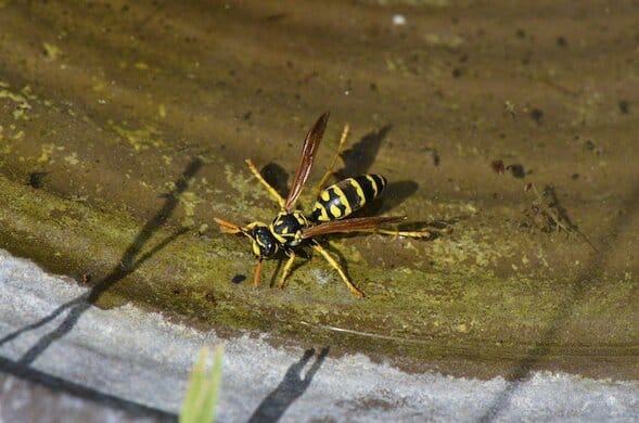 yellowjacket pest control
