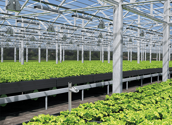 mitra x in greenhouse with doxa