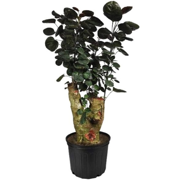 A small potted plant with dark green leaves in a black pot.