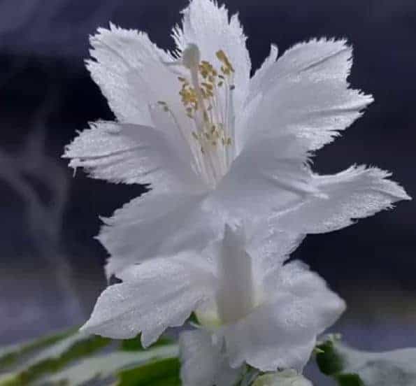 White Flamenco - Image 2