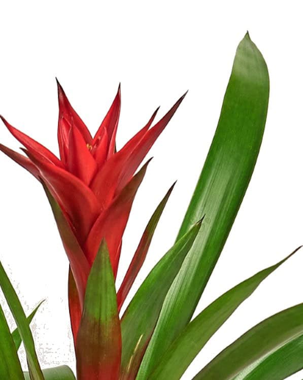 A vibrant red bromeliad flower with green leaves.