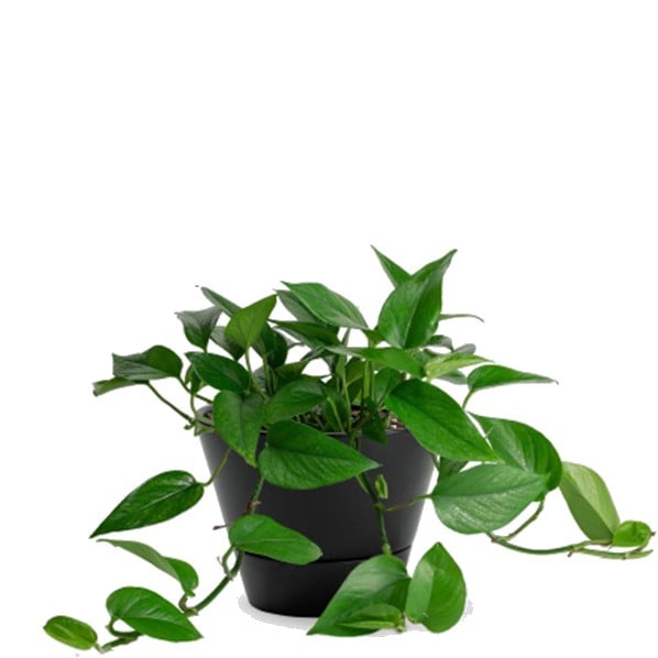 A green pothos plant in a black pot with trailing vines.