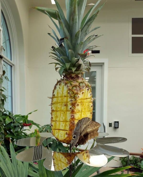 Hershey Gardens Butterfly Atrium Open Year Round! 9