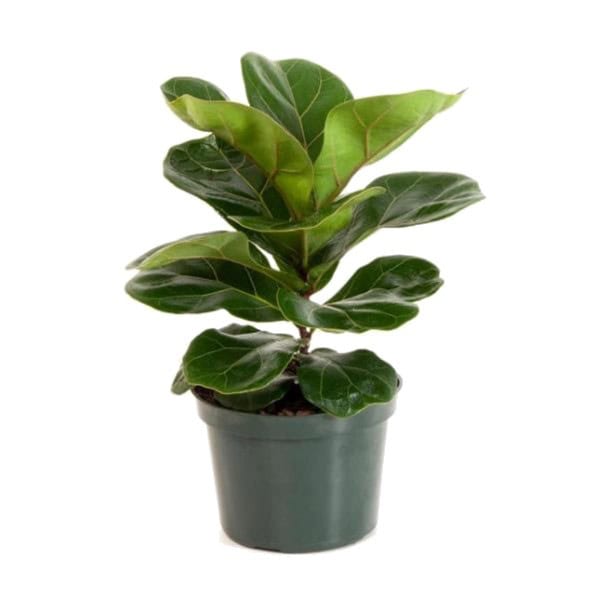 A small green potted houseplant with broad leaves.