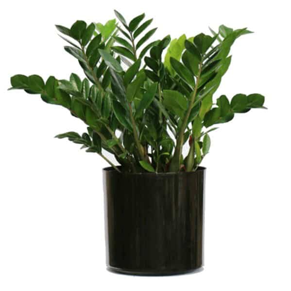 A green ZZ plant in a black pot.