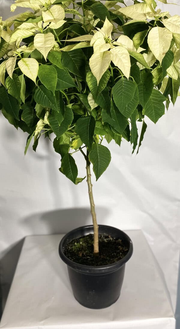 Young potted plant with vibrant green leaves against a neutral background.