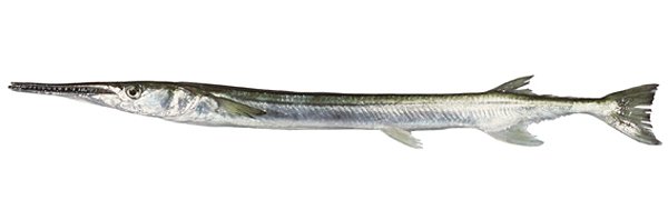 Tylosurus gavialoideds