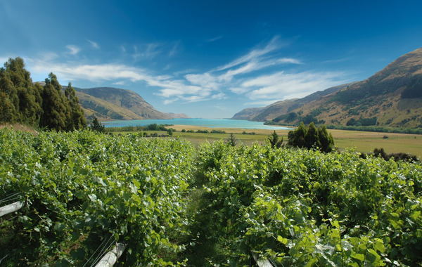 LakeForsythVineyard_001.jpeg