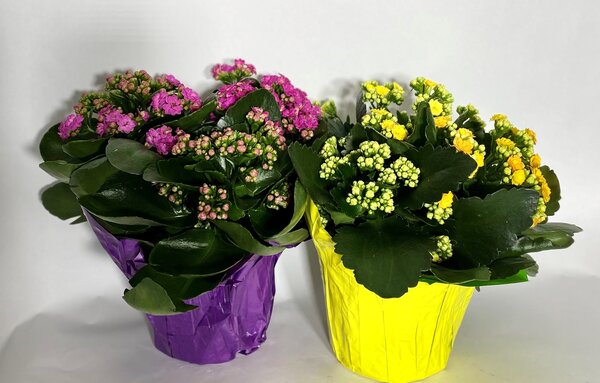 Two colorful potted plants with pink and yellow flowers.