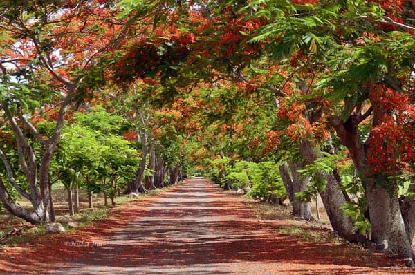 flamboyant tree @lemonicks.com