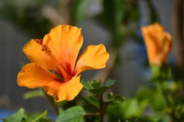 Recharge fleurs de capucine
