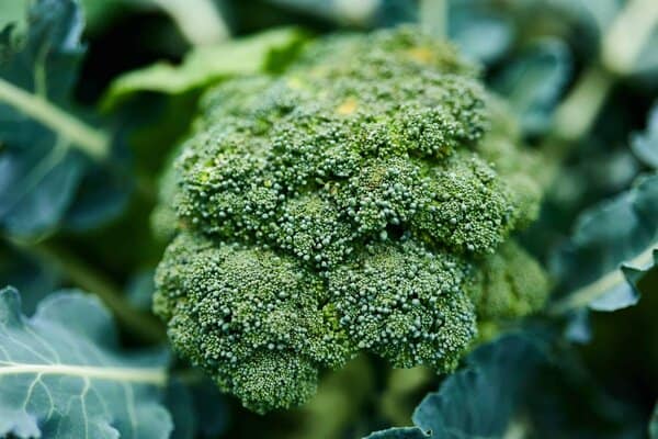 Open-pollinated calabrese broccoli ‘De Cicco’ with a central green head and tender side shoots, a traditional Italian heritage variety perfect for quick cooking and repeat harvests.