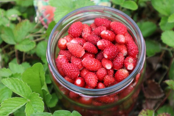 small red fruits of strawberry ‘Mignonette’, a heritage alpine variety grown for sweet flavour and continuous harvests