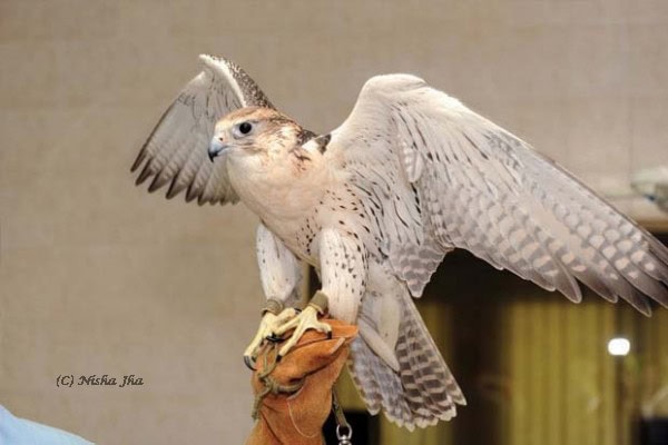 abu dhabi falcon hospital @lemonicks.com