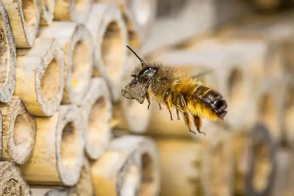 Abeille nuisible dans une ruche, intervention anti-abeilles pour contrôle des infestations, service professionnel de désinsectisation SOS Extermination.