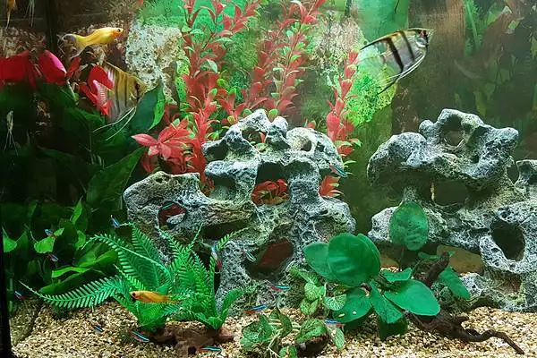 Real or Artificial Aquarium Decor