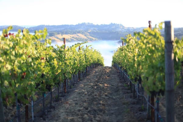 hirschvineyard.JPG