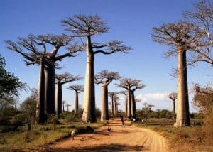 De Allée des baobabs (Avenue of the Baobabs) Morondava, Madagascar