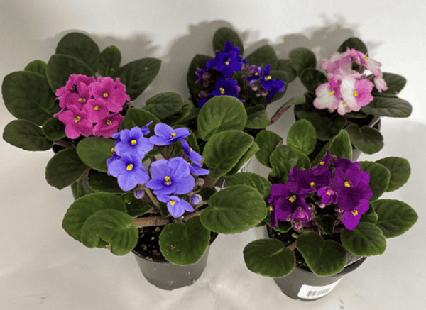 Colorful African violet flowers in pots on a white surface.