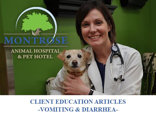 Vomiting and Diarrhea in Pets Article