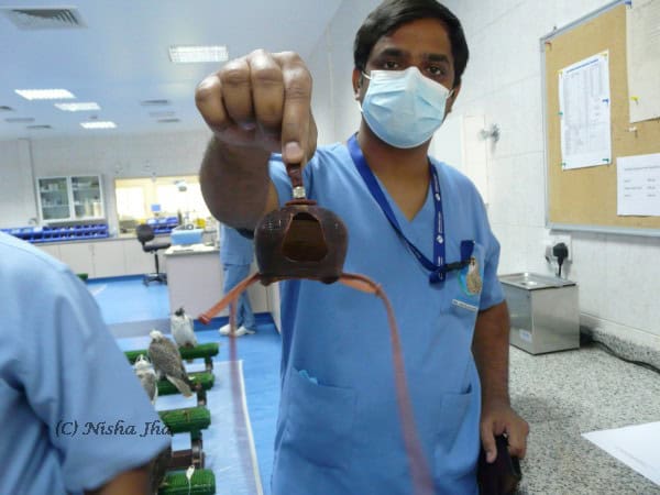 abu dhabi falcon hospital @lemonicks.com