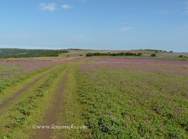 Kaas plateau @lemonicks.com