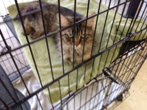Brown tabby cat in cage at adoption event