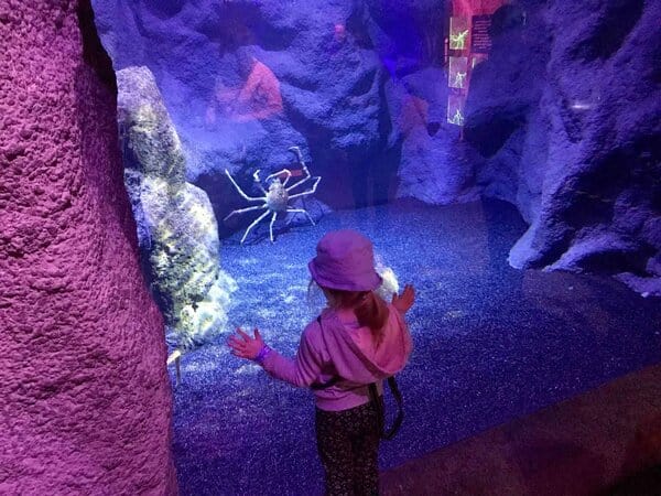 A Day Out In Manchester: Sea Life Manchester Aquarium Review