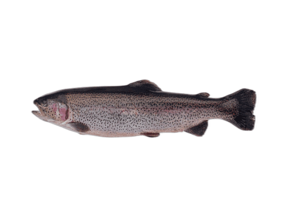 trota salmonata 400-600
