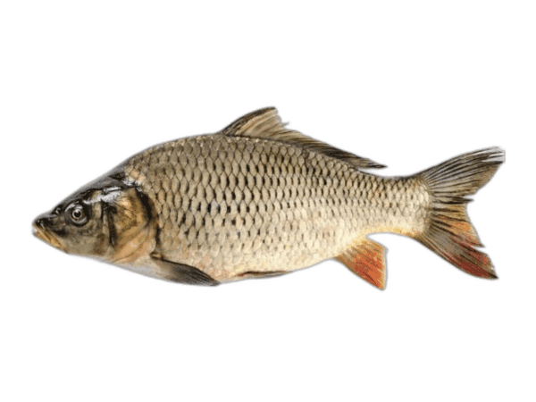 Carpa 1-3 kg