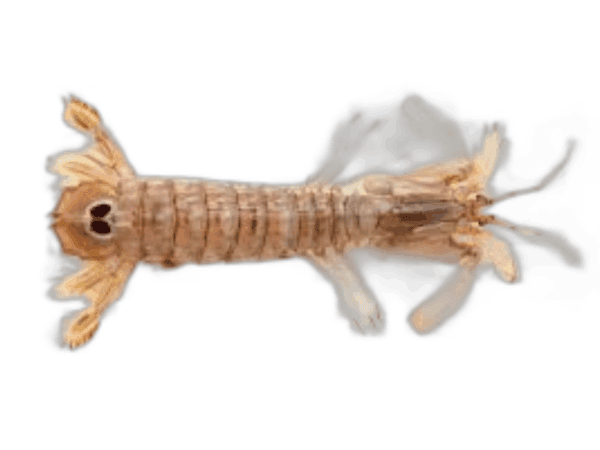 Pannocchia grossa