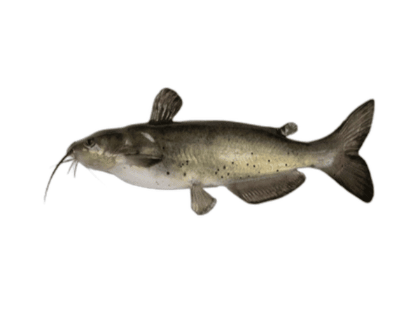 Pesce gatto americano 1000-2000