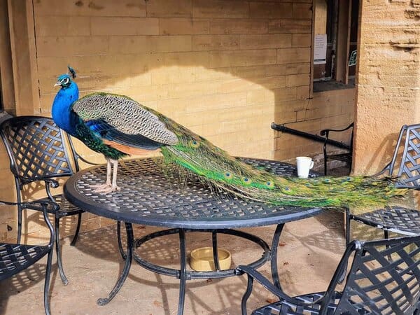 peacock sitting on a metal table