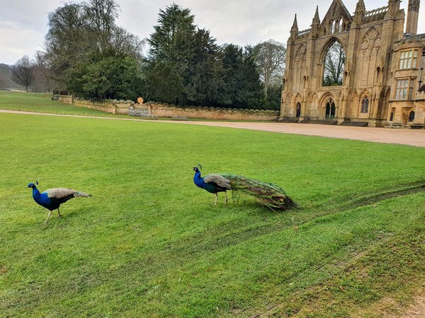 Peacocks in front of abbey ruins
