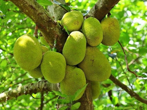 jackfruit growing on a tree