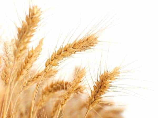 Wheat on a white background