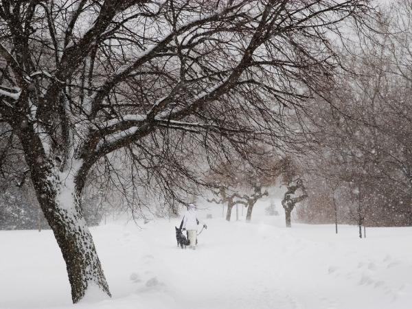 A tree covered in snow looking pretty
