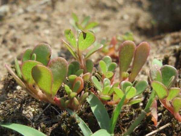 Common Purslane a weed in the wild.