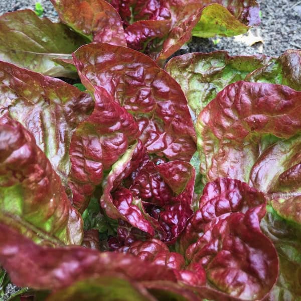 Red-tinted outer leaves of French heirloom lettuce ‘Merveille des Quatre Saisons’ with buttery soft inner leaves, grown for flavour, not just looks.