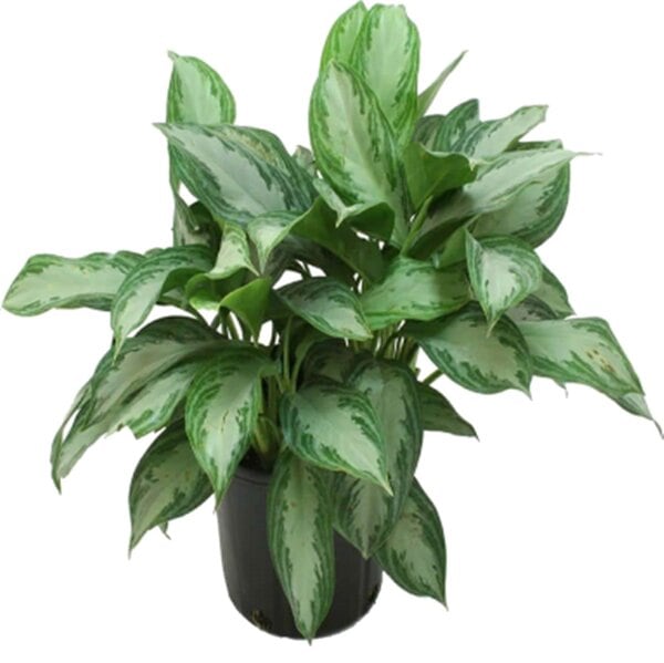 A lush green potted plant with variegated leaves.