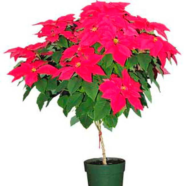 Potted poinsettia plant with vibrant red leaves and green foliage.