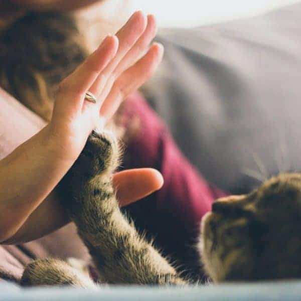 person giving high five to a tabby cat